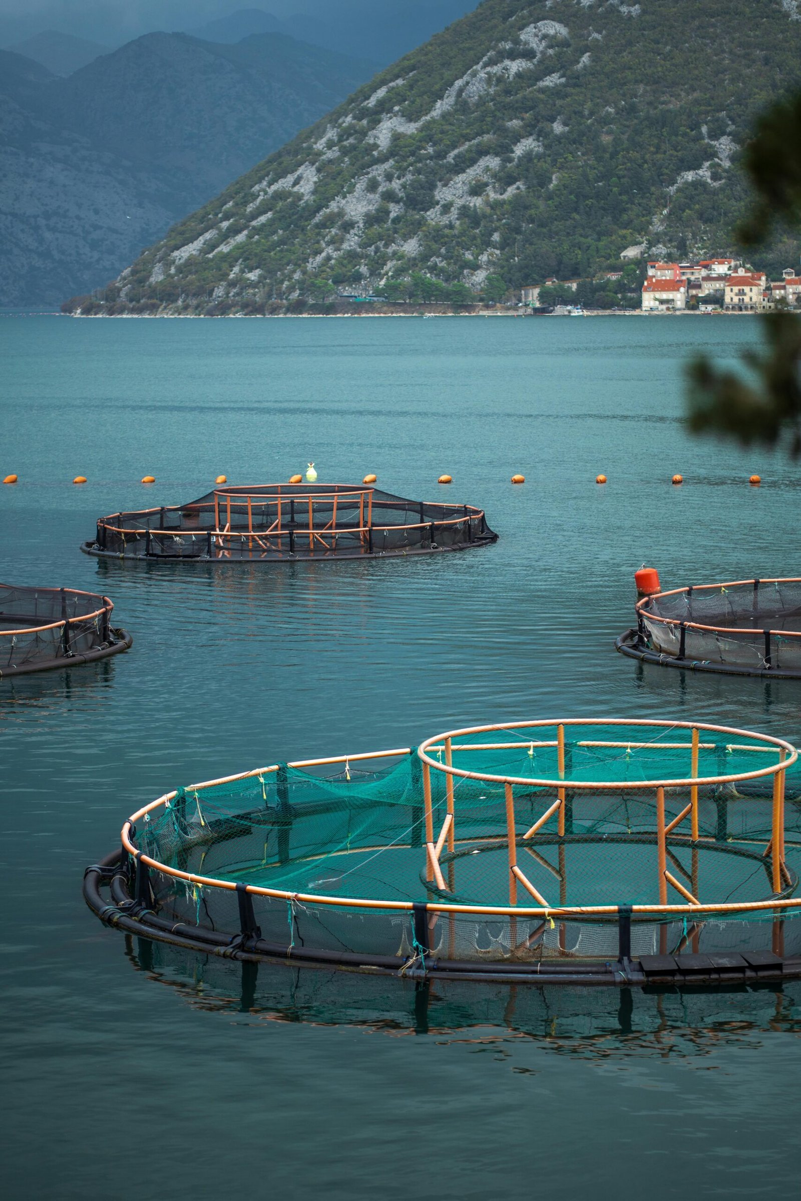 Circular fish farms on a tranquil lake with mountainous backdrop.